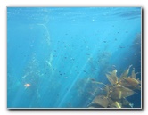 Casino-Point-Snorkeling-Avalon-Catalina-Island-CA-046