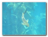 Casino-Point-Snorkeling-Avalon-Catalina-Island-CA-047