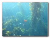 Casino-Point-Snorkeling-Avalon-Catalina-Island-CA-048