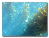 Casino-Point-Snorkeling-Avalon-Catalina-Island-CA-051