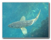 Casino-Point-Snorkeling-Avalon-Catalina-Island-CA-052