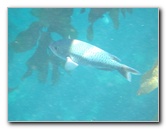 Casino-Point-Snorkeling-Avalon-Catalina-Island-CA-053