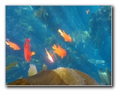 Casino-Point-Snorkeling-Avalon-Catalina-Island-CA-054