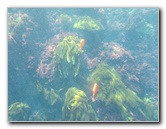 Casino-Point-Snorkeling-Avalon-Catalina-Island-CA-055