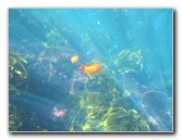 Casino-Point-Snorkeling-Avalon-Catalina-Island-CA-056