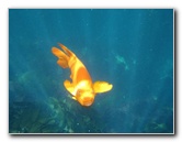 Casino-Point-Snorkeling-Avalon-Catalina-Island-CA-057