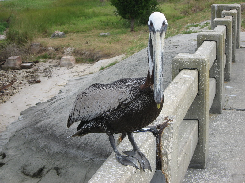 Cedar-Key-Levy-County-FL-022