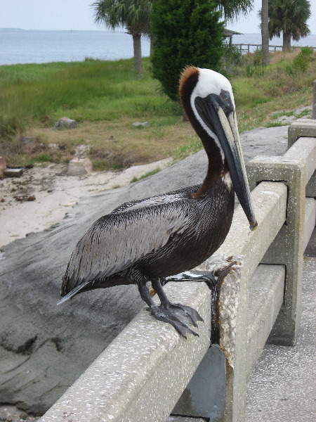 Cedar-Key-Levy-County-FL-023