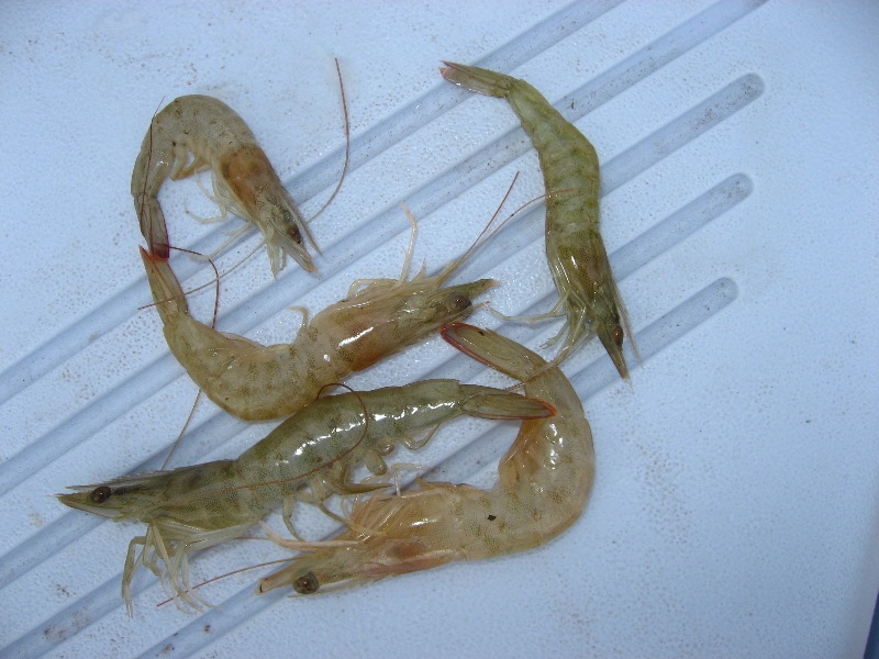 Cedar-Key-Levy-County-FL-024