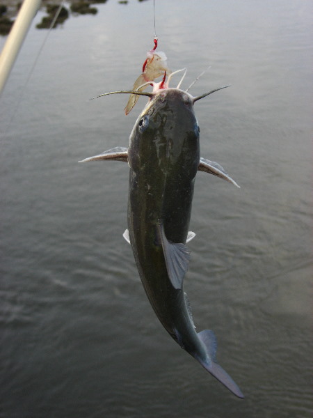 Cedar-Key-Levy-County-FL-030