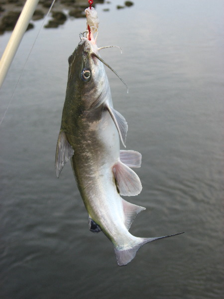 Cedar-Key-Levy-County-FL-031