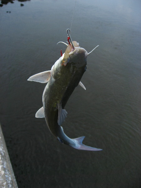 Cedar-Key-Levy-County-FL-032