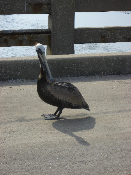 Cedar-Key-Levy-County-FL-033