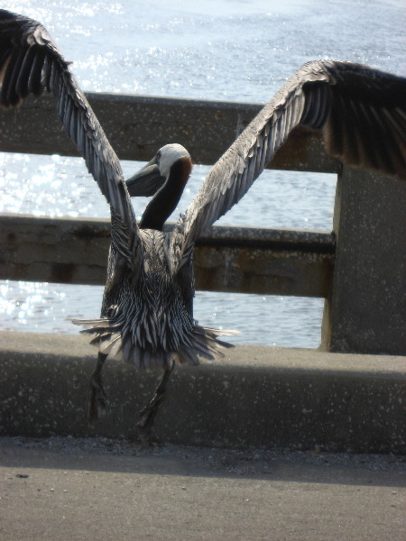 Cedar-Key-Levy-County-FL-034