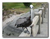 Cedar-Key-Levy-County-FL-022