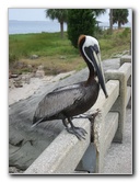 Cedar-Key-Levy-County-FL-023