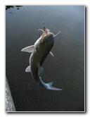 Cedar-Key-Levy-County-FL-032