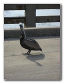 Cedar-Key-Levy-County-FL-033