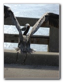 Cedar-Key-Levy-County-FL-034