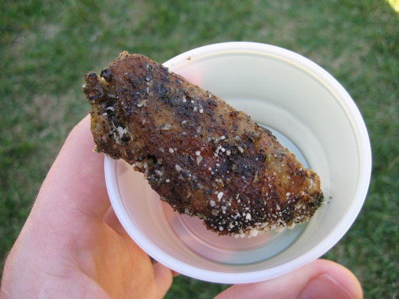 Celebrate-Sarasota-Beer-Chili-Wings-Music-Phillippi-Estate-Park-019