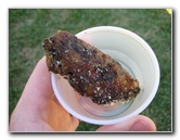 Celebrate-Sarasota-Beer-Chili-Wings-Music-Phillippi-Estate-Park-019