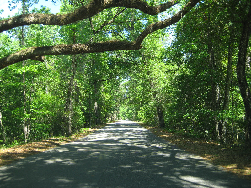 Chacala-Trail-Paynes-Prairie-Preserve-State-Park-Micanopy-FL-004