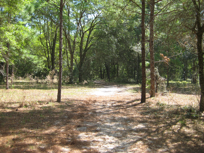 Chacala-Trail-Paynes-Prairie-Preserve-State-Park-Micanopy-FL-009