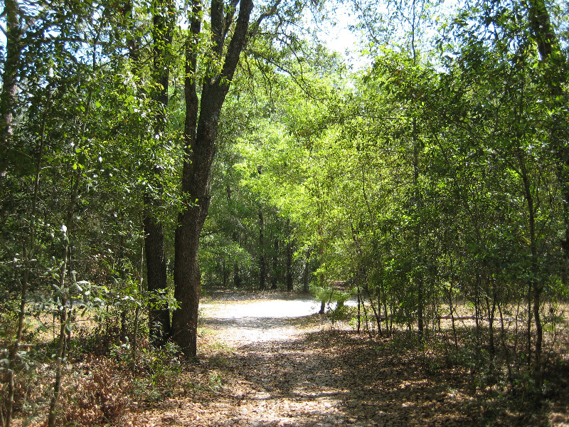 Chacala-Trail-Paynes-Prairie-Preserve-State-Park-Micanopy-FL-011