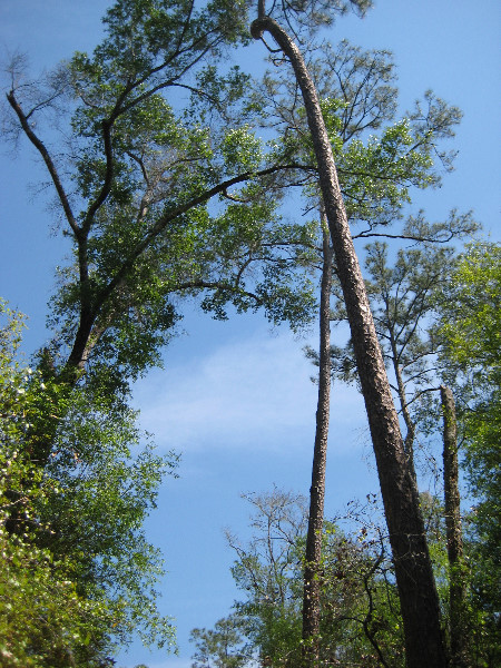 Chacala-Trail-Paynes-Prairie-Preserve-State-Park-Micanopy-FL-012