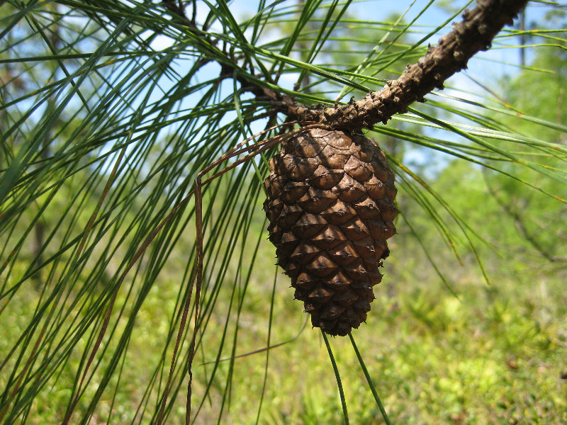 Chacala-Trail-Paynes-Prairie-Preserve-State-Park-Micanopy-FL-017