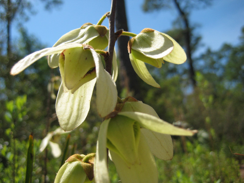 Chacala-Trail-Paynes-Prairie-Preserve-State-Park-Micanopy-FL-019