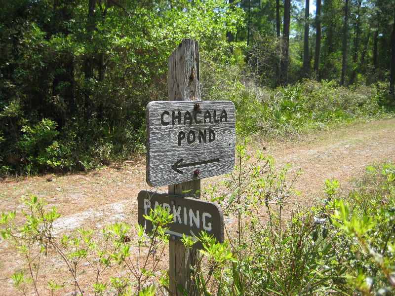 Chacala-Trail-Paynes-Prairie-Preserve-State-Park-Micanopy-FL-020