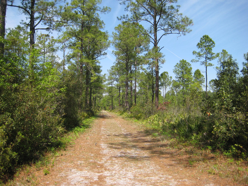 Chacala-Trail-Paynes-Prairie-Preserve-State-Park-Micanopy-FL-021