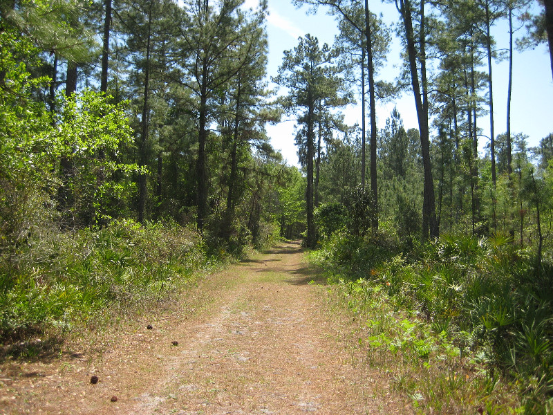 Chacala-Trail-Paynes-Prairie-Preserve-State-Park-Micanopy-FL-022