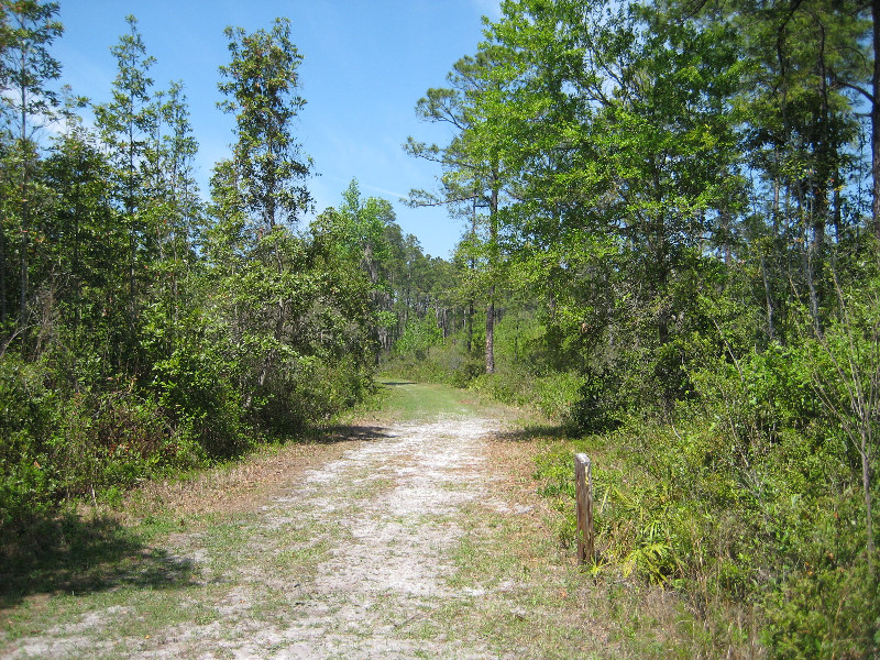 Chacala-Trail-Paynes-Prairie-Preserve-State-Park-Micanopy-FL-023