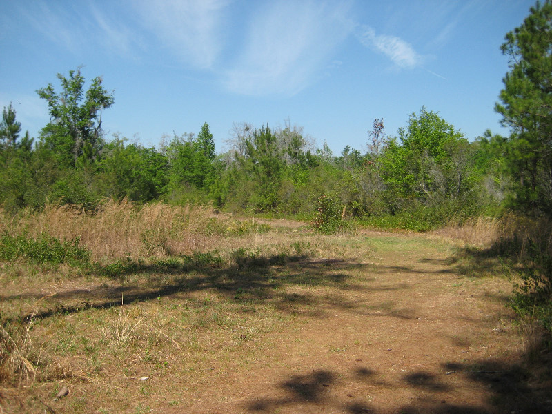 Chacala-Trail-Paynes-Prairie-Preserve-State-Park-Micanopy-FL-028