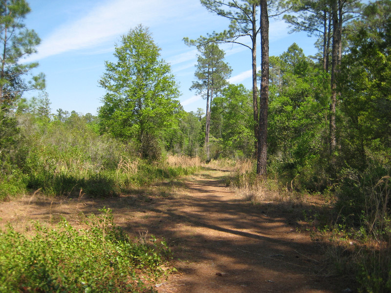 Chacala-Trail-Paynes-Prairie-Preserve-State-Park-Micanopy-FL-029