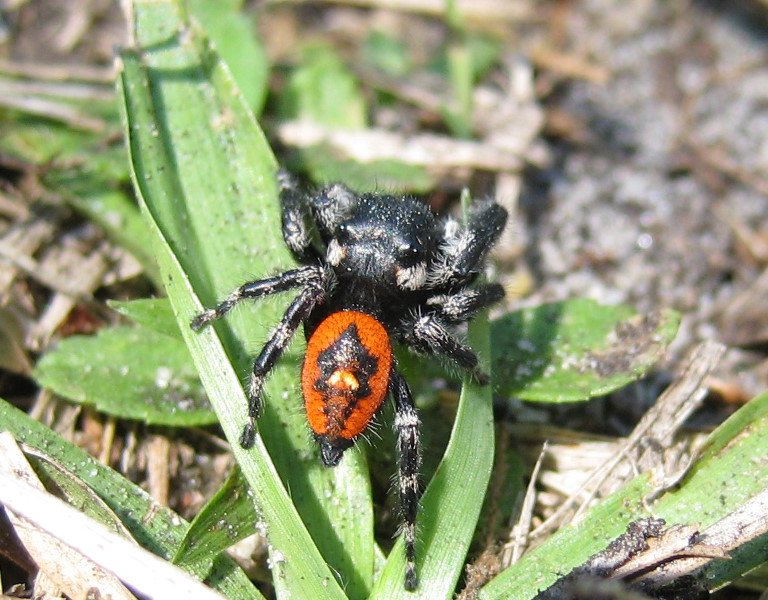 Chacala-Trail-Paynes-Prairie-Preserve-State-Park-Micanopy-FL-030