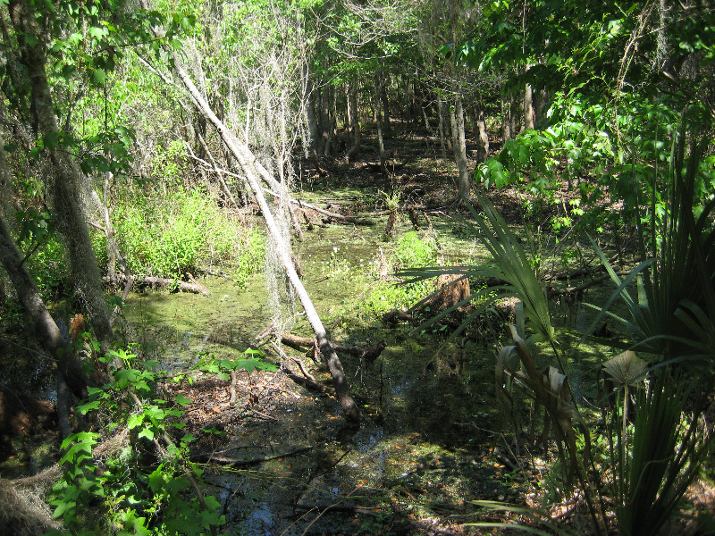 Chacala-Trail-Paynes-Prairie-Preserve-State-Park-Micanopy-FL-033