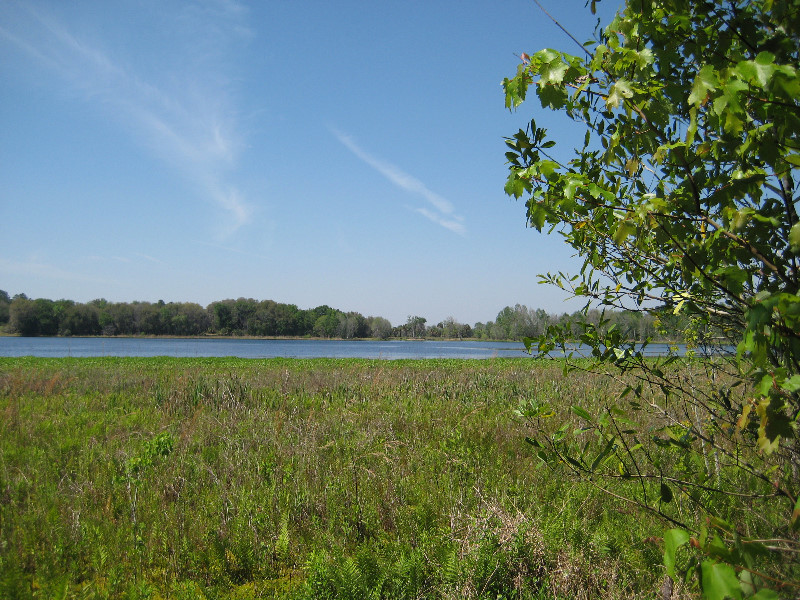 Chacala-Trail-Paynes-Prairie-Preserve-State-Park-Micanopy-FL-035