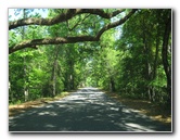 Chacala-Trail-Paynes-Prairie-Preserve-State-Park-Micanopy-FL-004