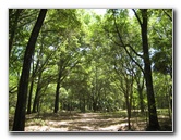 Chacala-Trail-Paynes-Prairie-Preserve-State-Park-Micanopy-FL-010