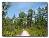 Chacala-Trail-Paynes-Prairie-Preserve-State-Park-Micanopy-FL-016