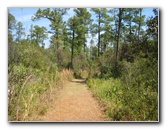 Chacala-Trail-Paynes-Prairie-Preserve-State-Park-Micanopy-FL-018