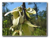 Chacala-Trail-Paynes-Prairie-Preserve-State-Park-Micanopy-FL-019