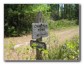 Chacala-Trail-Paynes-Prairie-Preserve-State-Park-Micanopy-FL-020