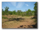 Chacala-Trail-Paynes-Prairie-Preserve-State-Park-Micanopy-FL-028