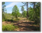 Chacala-Trail-Paynes-Prairie-Preserve-State-Park-Micanopy-FL-029