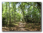 Chacala-Trail-Paynes-Prairie-Preserve-State-Park-Micanopy-FL-032