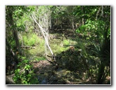 Chacala-Trail-Paynes-Prairie-Preserve-State-Park-Micanopy-FL-033